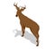 Isometric deer vector illustration. Proud Noble Deer male isolated on white background