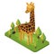 Isometric giraffe. Vector illustration decorative design