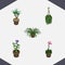 Isometric Houseplant Set Of Plant, Flower, Grower And Other Vector Objects. Also Includes Hanging, Botany, Fern Elements