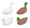 Isometric illustration of a duck and a drake on a white background. Mallard Duck of a drake, female Mallard.