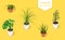 Isometric plant in modern pot small set. Fresh green herbs.