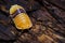 Isopod - Cubaris amber ducky, On the bark in the deep forest