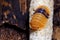 Isopod - Cubaris amber ducky, On the bark in the deep forest