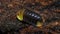 Isopod - Cubaris Rubber ducky, On the bark in the deep forest