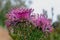 Isopogon formosus, the purple rose coneflower