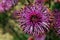 Isopogon formosus, the rose coneflower