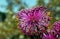 Isopogon formosus, the rose coneflower