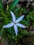 Isotoma longiflora is a medicinal plant in the form of erect herbs that reach a height of 60 cm. White star-shaped flower