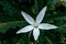 Isotoma longiflora is a medicinal plant in the form of erect herbs that reach a height of 60 cm. White star-shaped flower