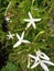 isotoma longiflora plant