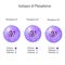 Isotopes of Phosphorus atom 3D vector illustration