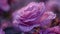 Isparta\\\'s legendary rose boasts a mesmerizing fusion of a thousand layers of lavender, Ai Generated