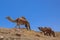 Israel, Desert, A herd of Arabian camels