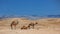 Israel, Desert, A herd of Arabian camels