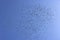 Israel - Gerusalem - a storm of storks fly in the sky