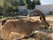 Israel, Mitzpe Ramon crater, Nubian Ibex