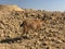 Israel, Mitzpe Ramon crater, Nubian Ibex