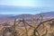 Israel, Negev, desert. Close up of dry branches in the Negev desert, with a background of faint golden yellow mountains a