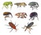 Israel Weevils