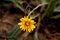 Israeli desert winter flower blossom