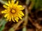 Israeli desert winter flower blossom