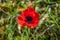 Israeli desert winter flower blossom