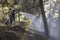 Israeli Firemen Putting an End to a Forest Fire near Jerusalem, Israel