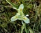 Isreali Negev iris winter blossom