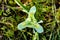 Isreali Negev iris winter blossom
