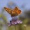 Issoria lathonia, Queen of Spain fritillary