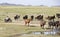 Issy Kul,  Kazakastan - June 1, 2017 - Rancher rounds up horses