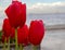 Istanbul coast and rain drops after tulips