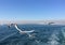 Istanbul island view  seagulls taken from the ferry.