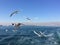 Istanbul island view  seagulls taken from the ferry.