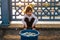 Istanbul, June 15, 2017: Cute little girl sitting in front of a bucket of fish on the Galata bridge.