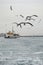 Istanbul Strait, Ferry and seagulls