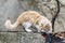 Istanbul stray cat