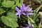 Istrian Bellflower - Campanula Fenestrellata ssp. Istriaca