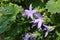 Istrian Bellflower - Campanula Fenestrellata ssp. Istriaca