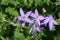 Istrian Bellflower - Campanula Fenestrellata ssp. Istriaca