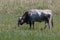 Istrian cattle ox grazing grass in the marshlands of Skocjanski zatok