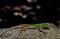 Istrian green Lizard