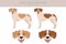 Istrian Short-haired hound clipart. Different poses, coat colors set