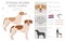 Istrian Short-haired hound clipart. Different poses, coat colors set