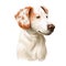 Istrian Short-haired Hound, Istarski Kratkodlaki Gonic dog digital art illustration isolated on white background. Croatia origin