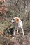 Istrian Shorthaired Hound