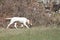 Istrian Shorthaired Hound