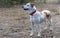 Istrian Shorthaired Hound dog standing in the wood