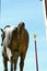 Italia, ltaly, Venezia, Piazza, Basilica di San Marco, Campanile, square, into the sky, horse figure,