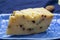 Italian aged pecorino cheese with black peppers made in region Nebrodi, Sicily, Italy